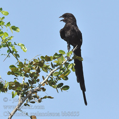 Corvinella melanoleuca bb8655