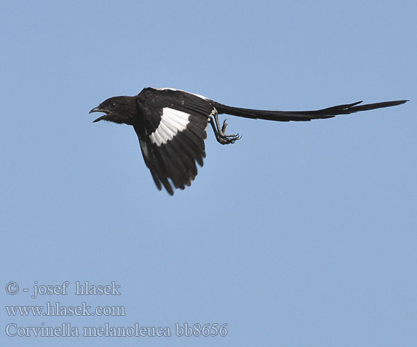 Urolestes melanoleucus Lanius Magpie Long-tailed Longtailed Shrike