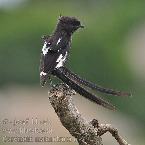 Magpie Long-tailed Longtailed Shrike Broget tornskade