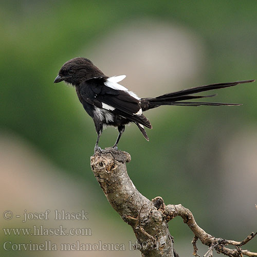 Corvinella melanoleuca bb9312