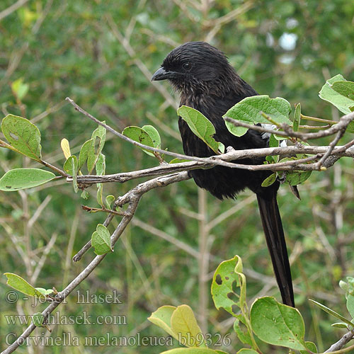 Corvinella melanoleuca bb9326