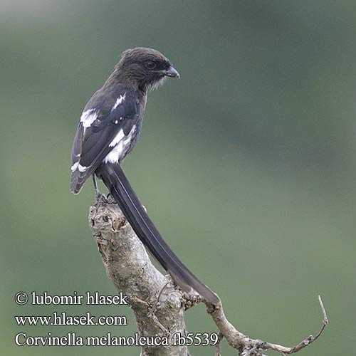 Alcaudón Urraca Magpie Shrike Langstertlaksman