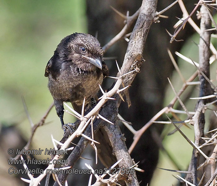 Corvinella melanoleuca