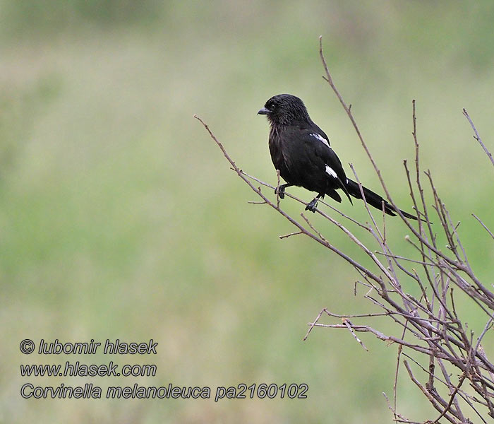 Corvinella melanoleuca