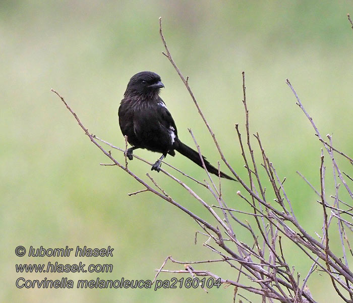 Corvinella melanoleuca