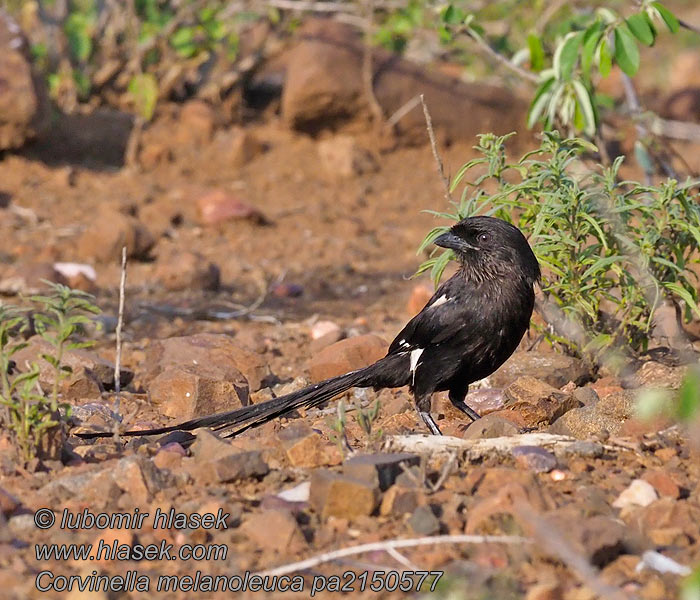 Corvinella melanoleuca