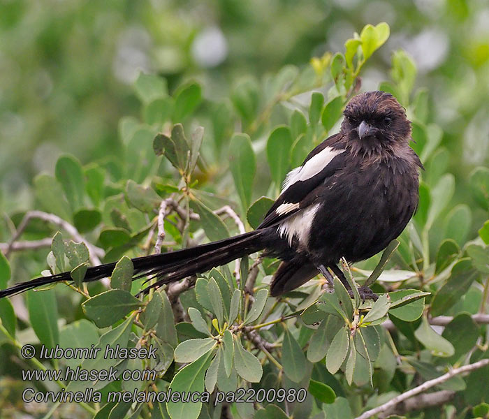 Corvinella melanoleuca