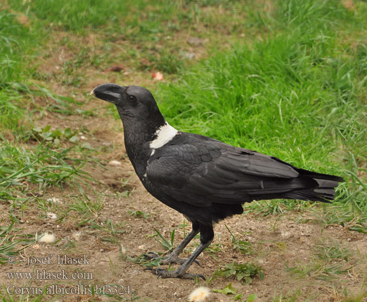 Corvus albicollis bf3324