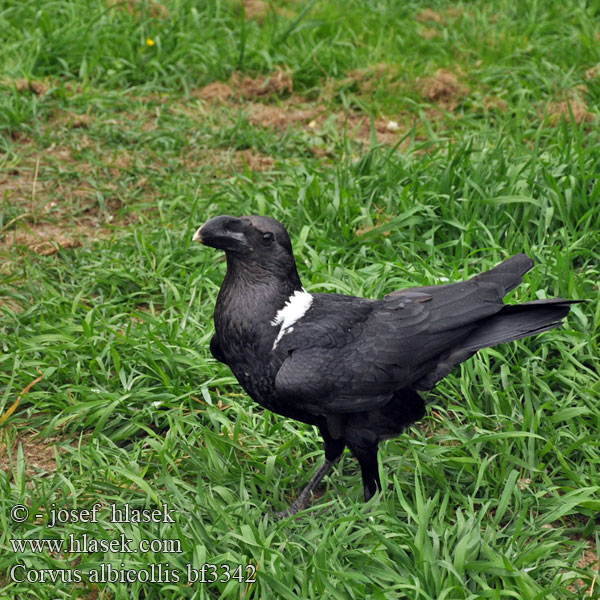 Corvus albicollis bf3342