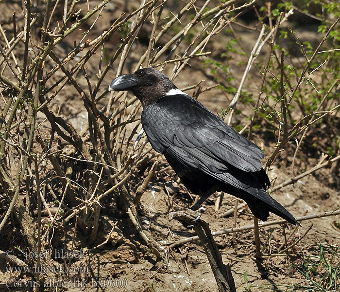 Krkavec bělokrký Corvus albicollis White-necked Raven