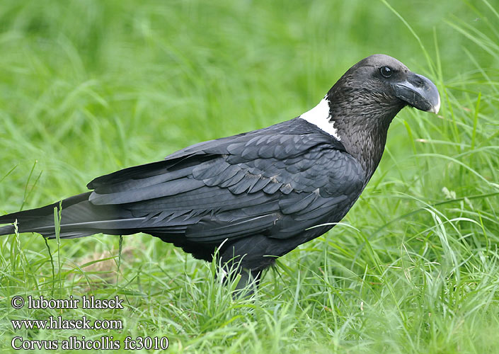 Corvus albicollis White-necked Raven Krkavec bělokrký Geierrabe Hvidhalset Ravn Cuervo Cuello Blanco Valkoniskakorppi Corbeau nuque blanche Corvo collobianco africano シロエリオオハシガラス Witnekraaf Kruk wielkodzioby Corvo-das-montanhas Африканский белошейный ворон Withalskraai iHubulu Ihlungulu Gwavava Kopjeravn Krkavec bielokrký