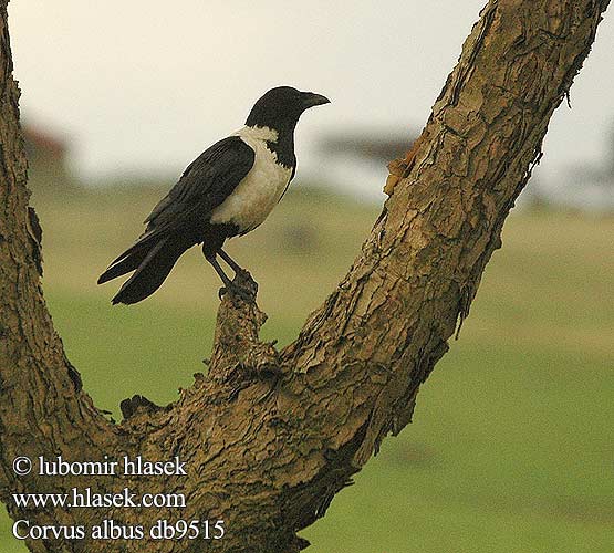 Vrana štítnatá Gömlekli Karga Corvus albus Pied Crow Broget krage