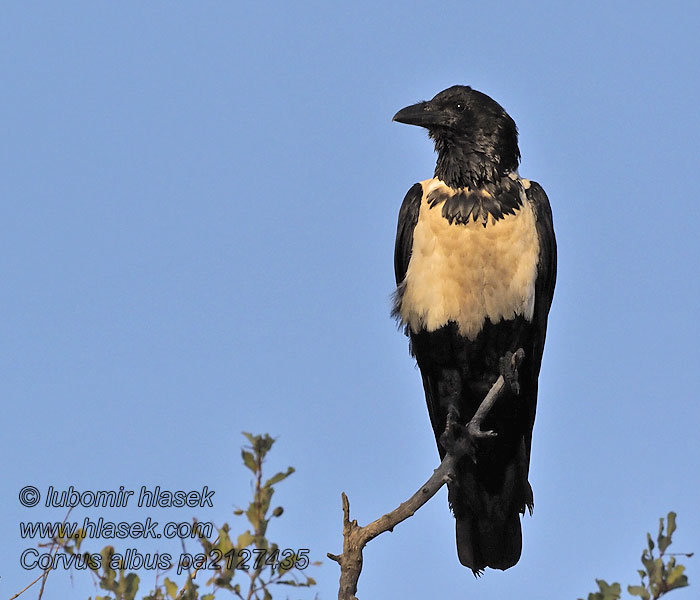 Corvus albus