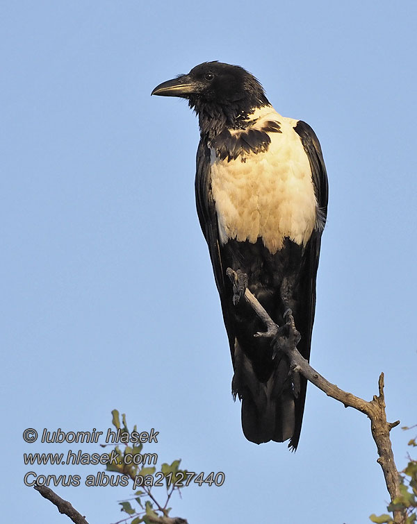 Corvus albus