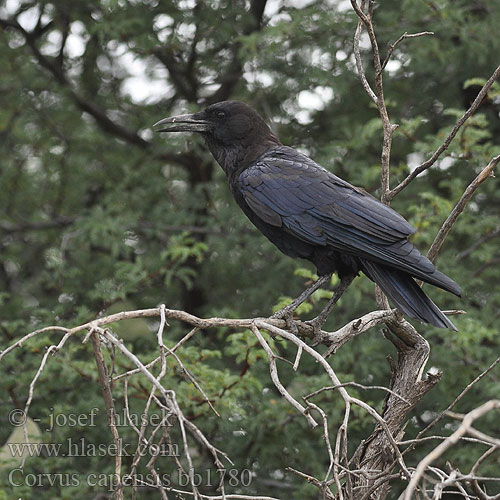 Corvus capensis Cape Crow Vrána africká Kapkrähe