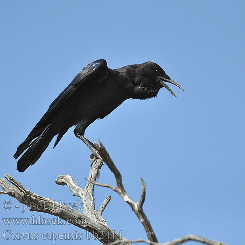 Cuervo Negro Afrikanmustavaris Corneille Cap Corvo
