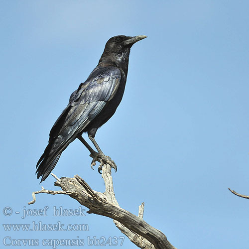 Corvus capensis bb2437