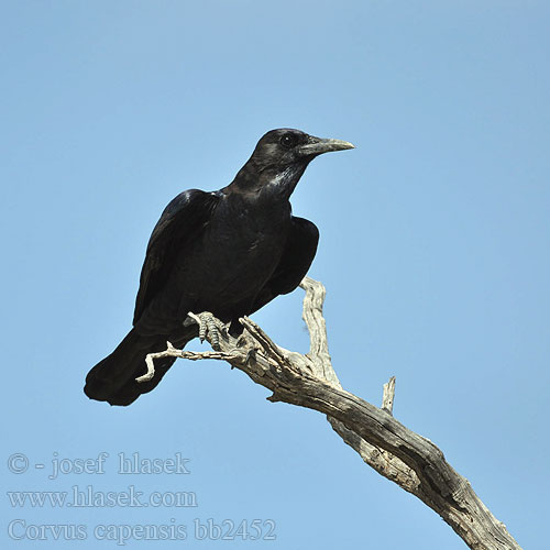 Corvus capensis bb2452