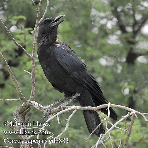 Cape Crow Vrána africká Kapkrähe Afrikansk Råge Cuervo Negro
