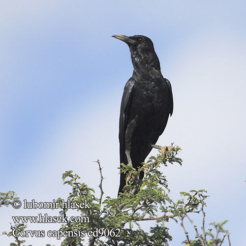 Corvus capensis ed9062