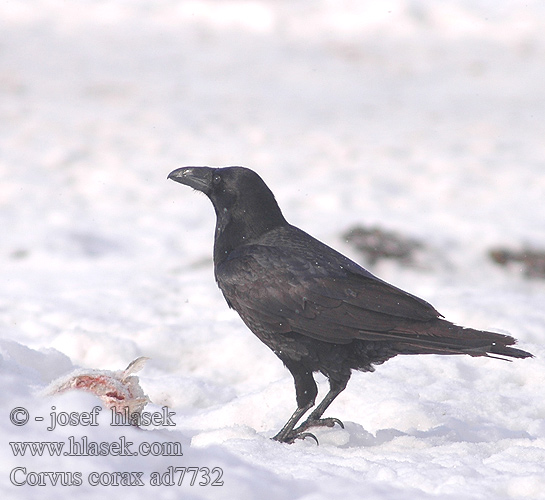 الغراب الأسود Κόρακας Corvo Крук Kuzgun עורב שחו Corvus corax Raven Kolkrabe Grand Corbeau Cuervo Comúnר Krkavec velký čierny Ravn Raaf Korppi Corvo imperiale Ravn Korp Kuzgun Corbul Krukn Holló Krauklis 渡鸦 Ворон ワタリガラス