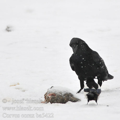 Raven Kolkrabe Grand Corbeau Cuervo Comúnר Krkavec velký čierny Ravn Raaf Korppi Corvo imperiale Ravn Korp Kuzgun Corbul Krukn Holló Krauklis 渡鸦 Ворон ワタリガラス الغراب الأسود Κόρακας Corvo Крук Kuzgun עורב שחו Corvus corax