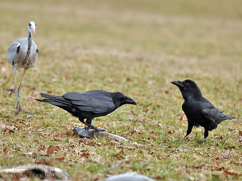 الغراب الأسود Κόρακας Corvo Крук Kuzgun עורב שחו Corvus corax Raven Kolkrabe Grand Corbeau Cuervo Comúnר Krkavec velký čierny Ravn Raaf Korppi Corvo imperiale Ravn Korp Kuzgun Corbul Krukn Holló Krauklis 渡鸦 Ворон ワタリガラス