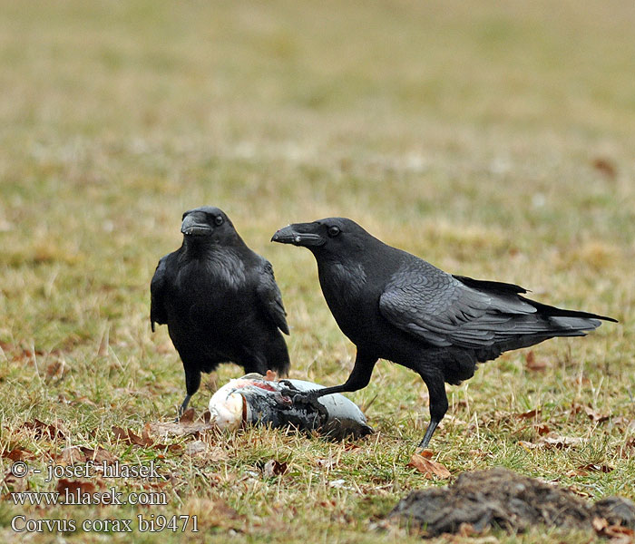 Κόρακας Corvo Крук Kuzgun עורב שחו Corvus corax Raven Kolkrabe Grand Corbeau Cuervo Comúnר Krkavec velký čierny Ravn Raaf Korppi Corvo imperiale Ravn Korp Kuzgun Corbul Krukn Holló Krauklis 渡鸦 Ворон ワタリガラス الغراب الأسود