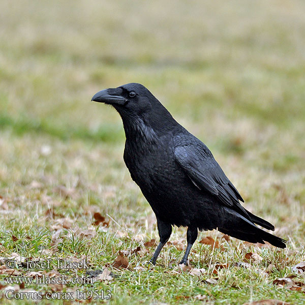 Corvo Крук Kuzgun עורב שחו Corvus corax Raven Kolkrabe Grand Corbeau Cuervo Comúnר Krkavec velký čierny Ravn Raaf Korppi Corvo imperiale Ravn Korp Kuzgun Corbul Krukn Holló Krauklis 渡鸦 Ворон ワタリガラス الغراب الأسود Κόρακας