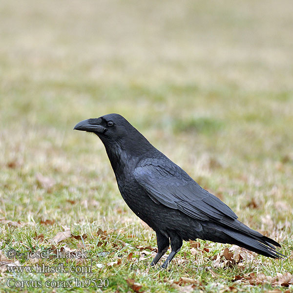 Крук Kuzgun עורב שחו Corvus corax Raven Kolkrabe Grand Corbeau Cuervo Comúnר Krkavec velký čierny Ravn Raaf Korppi Corvo imperiale Ravn Korp Kuzgun Corbul Krukn Holló Krauklis 渡鸦 Ворон ワタリガラス الغراب الأسود Κόρακας Corvo