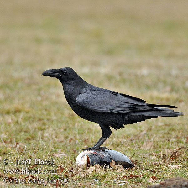 Kuzgun עורב שחו Corvus corax Raven Kolkrabe Grand Corbeau Cuervo Comúnר Krkavec velký čierny Ravn Raaf Korppi Corvo imperiale Ravn Korp Kuzgun Corbul Krukn Holló Krauklis 渡鸦 Ворон ワタリガラス الغراب الأسود Κόρακας Corvo Крук