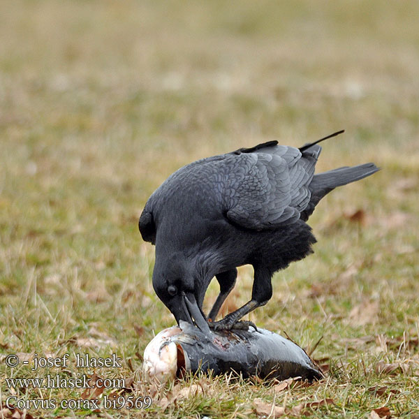 עורב שחו Corvus corax Raven Kolkrabe Grand Corbeau Cuervo Comúnר Krkavec velký čierny Ravn Raaf Korppi Corvo imperiale Ravn Korp Kuzgun Corbul Krukn Holló Krauklis 渡鸦 Ворон ワタリガラス الغراب الأسود Κόρακας Corvo Крук Kuzgun