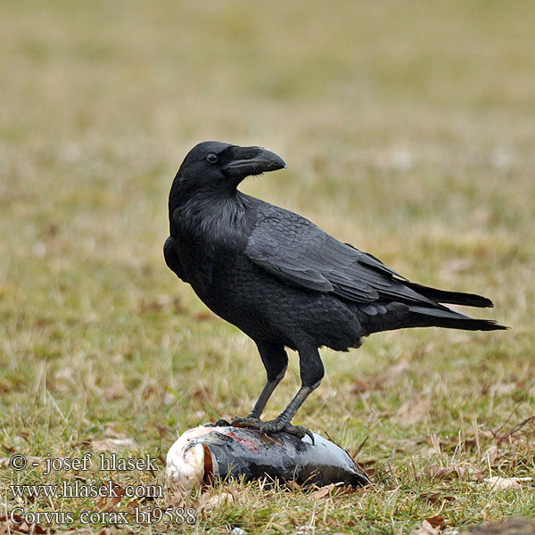 Гарван гробар Ronk Ravnur Hrafn Obični gavran Krokar Kranklys Corvus corax Common Raven Kolkrabe Grand Corbeau Cuervo Común Krkavec velký čierny Ravn Raaf Korppi Corvo imperiale Ravn Korp Kuzgun Corbul Kruk Holló Krauklis 渡鸦 Ворон ワタリガラス الغراب الأسود Κόρακας Corvo Крук Kuzgun עורב שחור