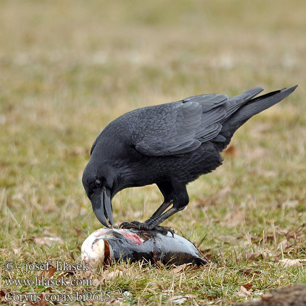 Ronk Ravnur Hrafn Obični gavran Krokar Kranklys Corvus corax Common Raven Kolkrabe Grand Corbeau Cuervo Común Krkavec velký čierny Ravn Raaf Korppi Corvo imperiale Ravn Korp Kuzgun Corbul Kruk Holló Krauklis 渡鸦 Ворон ワタリガラス الغراب الأسود Κόρακας Corvo Крук Kuzgun עורב שחור Гарван гробар