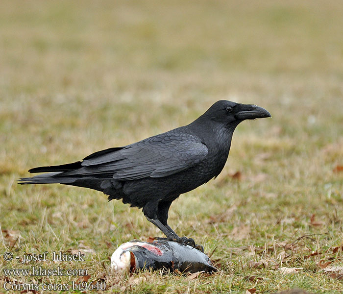 Ravnur Hrafn Obični gavran Krokar Kranklys Corvus corax Common Raven Kolkrabe Grand Corbeau Cuervo Común Krkavec velký čierny Ravn Raaf Korppi Corvo imperiale Ravn Korp Kuzgun Corbul Kruk Holló Krauklis 渡鸦 Ворон ワタリガラス الغراب الأسود Κόρακας Corvo Крук Kuzgun עורב שחור Гарван гробар Ronk