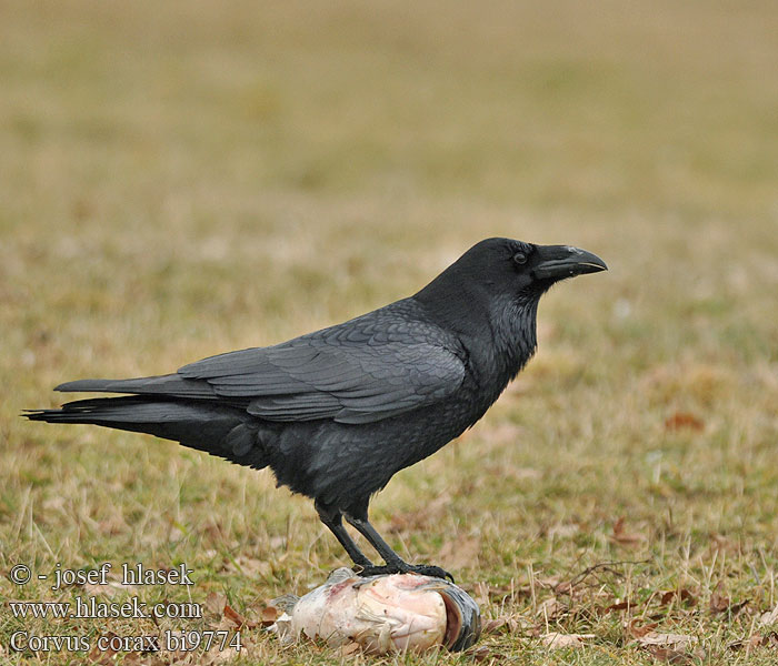 Hrafn Obični gavran Krokar Kranklys Corvus corax Common Raven Kolkrabe Grand Corbeau Cuervo Común Krkavec velký čierny Ravn Raaf Korppi Corvo imperiale Ravn Korp Kuzgun Corbul Kruk Holló Krauklis 渡鸦 Ворон ワタリガラス الغراب الأسود Κόρακας Corvo Крук Kuzgun עורב שחור Гарван гробар Ronk Ravnur