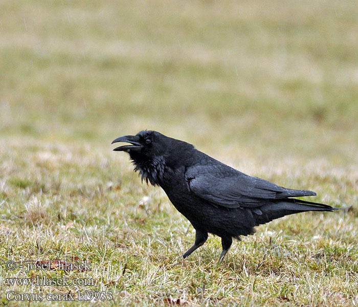 Obični gavran Krokar Kranklys Corvus corax Common Raven Kolkrabe Grand Corbeau Cuervo Común Krkavec velký čierny Ravn Raaf Korppi Corvo imperiale Ravn Korp Kuzgun Corbul Kruk Holló Krauklis 渡鸦 Ворон ワタリガラス الغراب الأسود Κόρακας Corvo Крук Kuzgun עורב שחור Гарван гробар Ronk Ravnur Hrafn