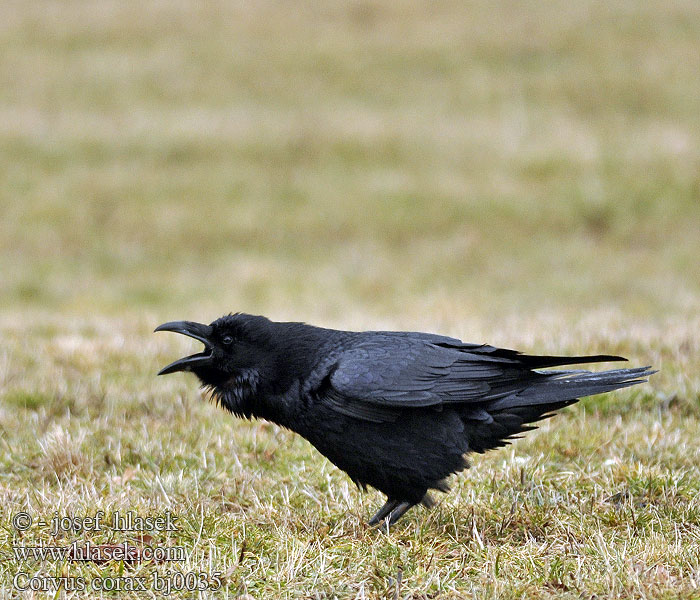 Krokar Kranklys Corvus corax Common Raven Kolkrabe Grand Corbeau Cuervo Común Krkavec velký čierny Ravn Raaf Korppi Corvo imperiale Ravn Korp Kuzgun Corbul Kruk Holló Krauklis 渡鸦 Ворон ワタリガラス الغراب الأسود Κόρακας Corvo Крук Kuzgun עורב שחור Гарван гробар Ronk Ravnur Hrafn Obični gavran