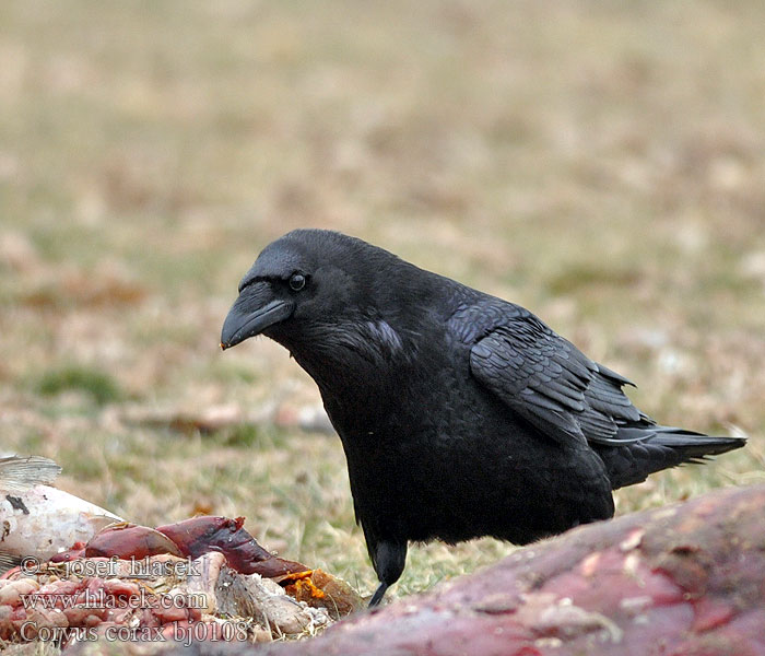 Kranklys Corvus corax Common Raven Kolkrabe Grand Corbeau Cuervo Común Krkavec velký čierny Ravn Raaf Korppi Corvo imperiale Ravn Korp Kuzgun Corbul Kruk Holló Krauklis 渡鸦 Ворон ワタリガラス الغراب الأسود Κόρακας Corvo Крук Kuzgun עורב שחור Гарван гробар Ronk Ravnur Hrafn Obični gavran Krokar