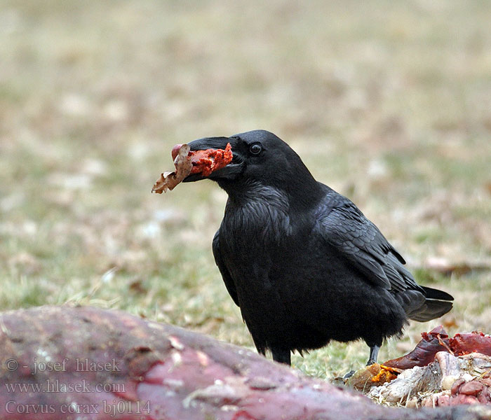 Corvus corax Common Raven Kolkrabe Grand Corbeau Cuervo Común Krkavec velký čierny Ravn Raaf Korppi Corvo imperiale Ravn Korp Kuzgun Corbul Kruk Holló Krauklis 渡鸦 Ворон ワタリガラス الغراب الأسود Κόρακας Corvo Крук Kuzgun עורב שחור Гарван гробар Ronk Ravnur Hrafn Obični gavran Krokar Kranklys