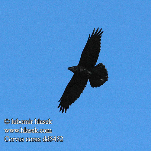 Corvus corax Common Raven Kolkrabe Grand Corbeau Cuervo Común Krkavec velký čierny Ravn Raaf Korppi Corvo imperiale Ravn Korp Kuzgun Corbul Krukn Holló Krauklis 渡鸦 Ворон ワタリガラス الغراب الأسود Κόρακας Corvo Крук Kuzgun עורב שחור Гарван гробар Ronk Ravnur Hrafn Obični gavran Krokar Kranklys