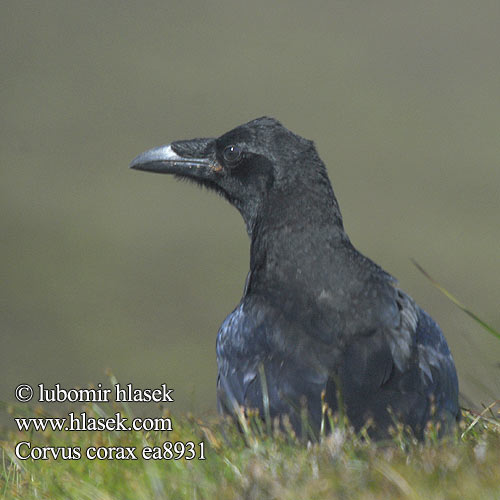 Raven Kolkrabe Grand Corbeau Cuervo Comúnר Krkavec velký čierny Ravn Raaf Korppi Corvo imperiale Ravn Korp Kuzgun Corbul Krukn Holló Krauklis 渡鸦 Ворон ワタリガラス الغراب الأسود Κόρακας Corvo Крук Kuzgun עורב שחו Corvus corax