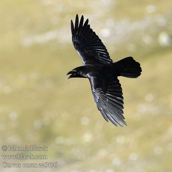 Corvus corax Kolkrabe Grand Corbeau Cuervo Común Krkavec velký čierny Ravn Raaf Korppi Corvo imperiale Ravn Korp Kuzgun Corbul Kruk Holló Krauklis 渡鸦 Ворон ワタリガラス الغراب الأسود Κόρακας Corvo Крук Kuzgun עורב שחור Гарван гробар Ronk Ravnur Hrafn Obični gavran Krokar Kranklys Common Raven