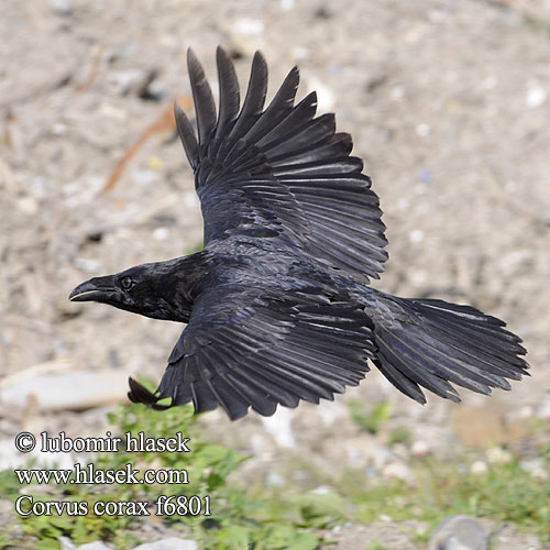 Grand Corbeau Cuervo Comúnר Krkavec velký čierny Ravn Raaf Korppi Corvo imperiale Ravn Korp Kuzgun Corbul Krukn Holló Krauklis 渡鸦 Ворон ワタリガラス الغراب الأسود Κόρακας Corvo Крук Kuzgun עורב שחו Corvus corax Raven Kolkrabe