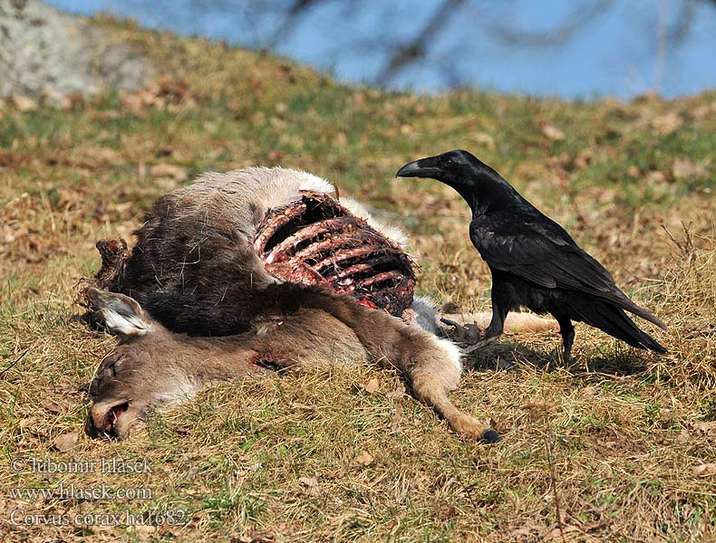 Corvus corax Grand Corbeau Cuervo Común Krkavec velký čierny Ravn Raaf Korppi Corvo imperiale Ravn Korp Kuzgun Corbul Kruk Holló Krauklis 渡鸦 Ворон ワタリガラス الغراب الأسود Κόρακας Corvo Крук Kuzgun עורב שחור Гарван гробар Ronk Ravnur Hrafn Obični gavran Krokar Kranklys Common Raven Kolkrabe