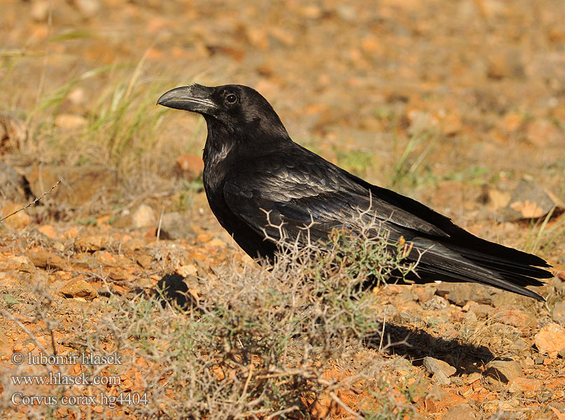 Corvus corax Common Raven Kolkrabe
