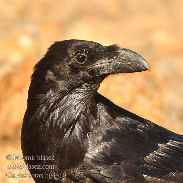 Corvus corax Grand Corbeau Cuervo Común