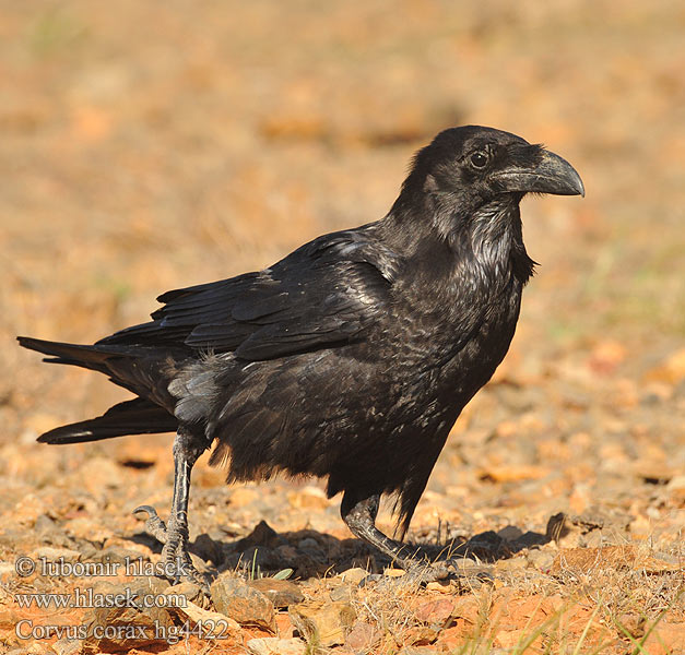 Corvus corax Ravn Raaf Korppi