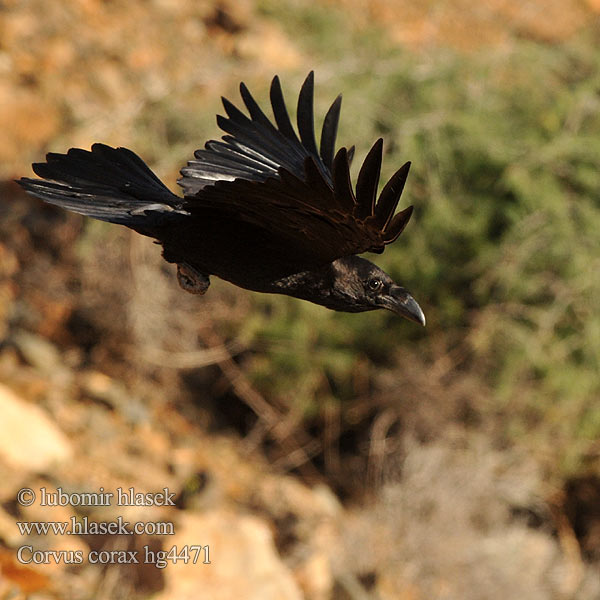 Corvus corax Corvo imperiale Ravn Korp