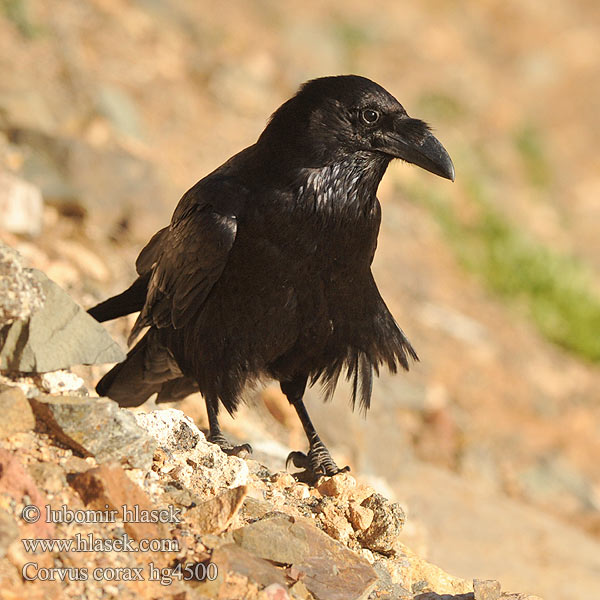 Corvus corax Kuzgun Corbul Kruk